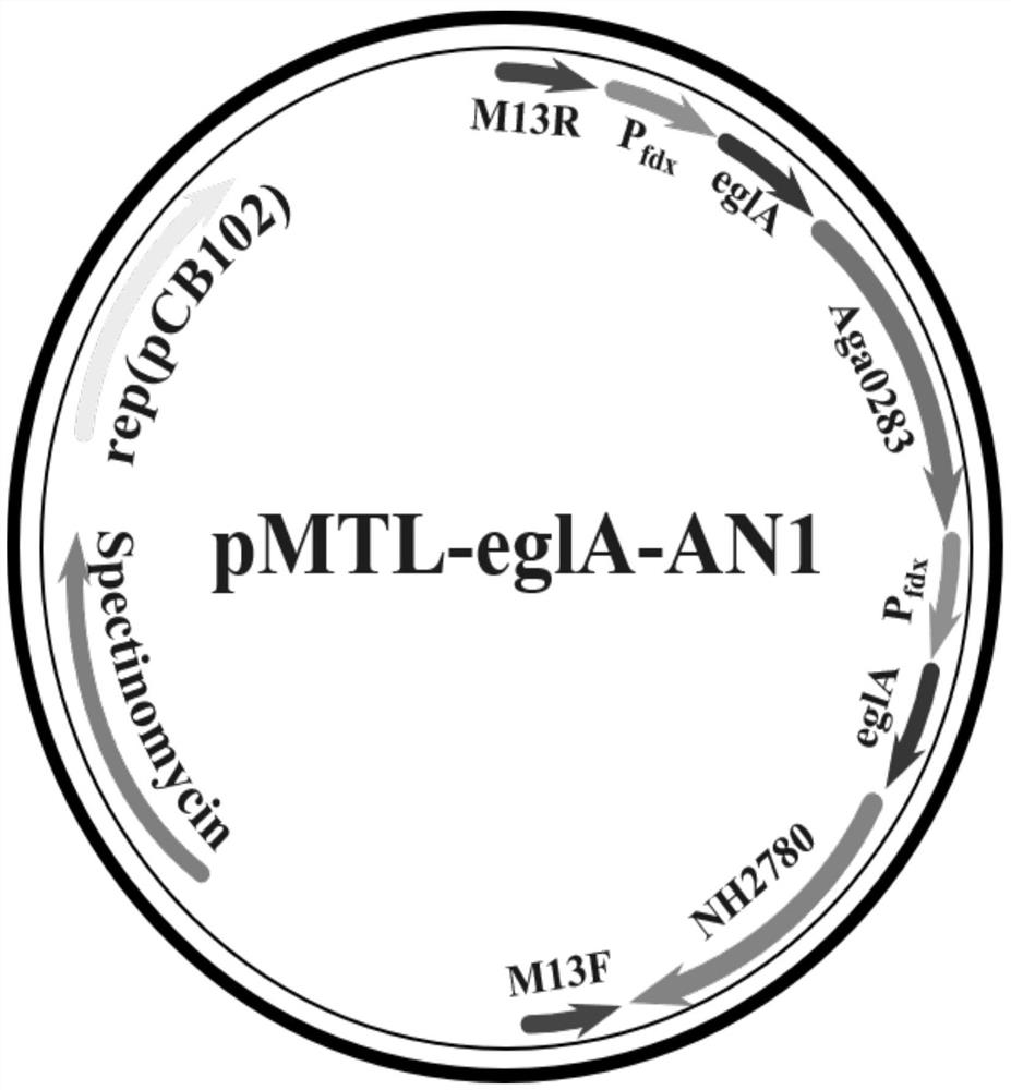 Recombinant bacterium and construction and application thereof