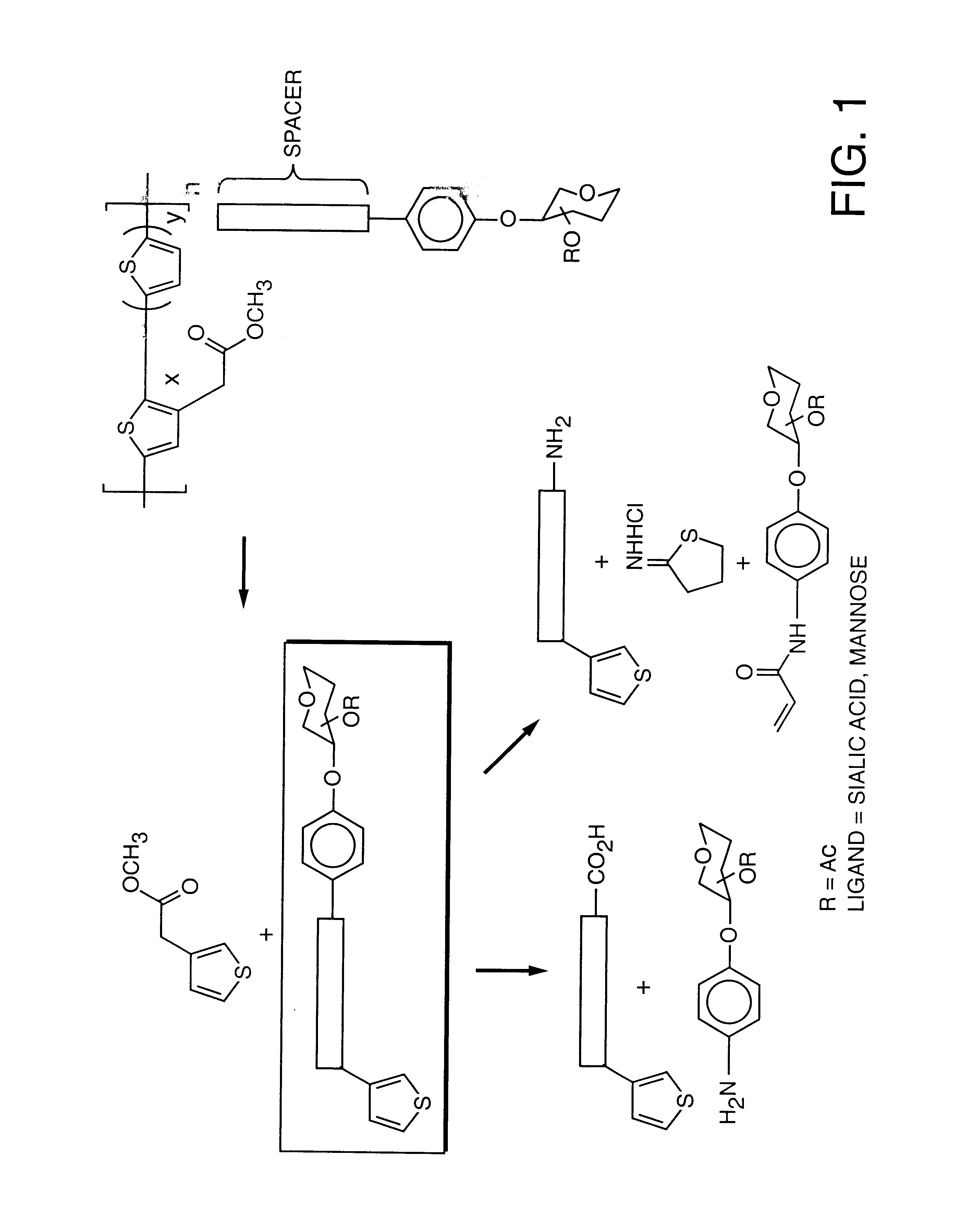 Colorimetric glycopolythiophene biosensors