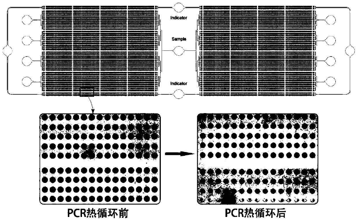 Microcavity multicolor fluorescent digital PCR chip and application thereof