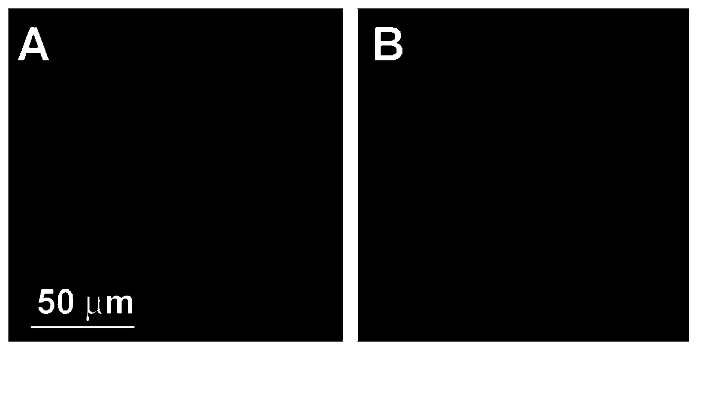 Novel application of pirfenidone