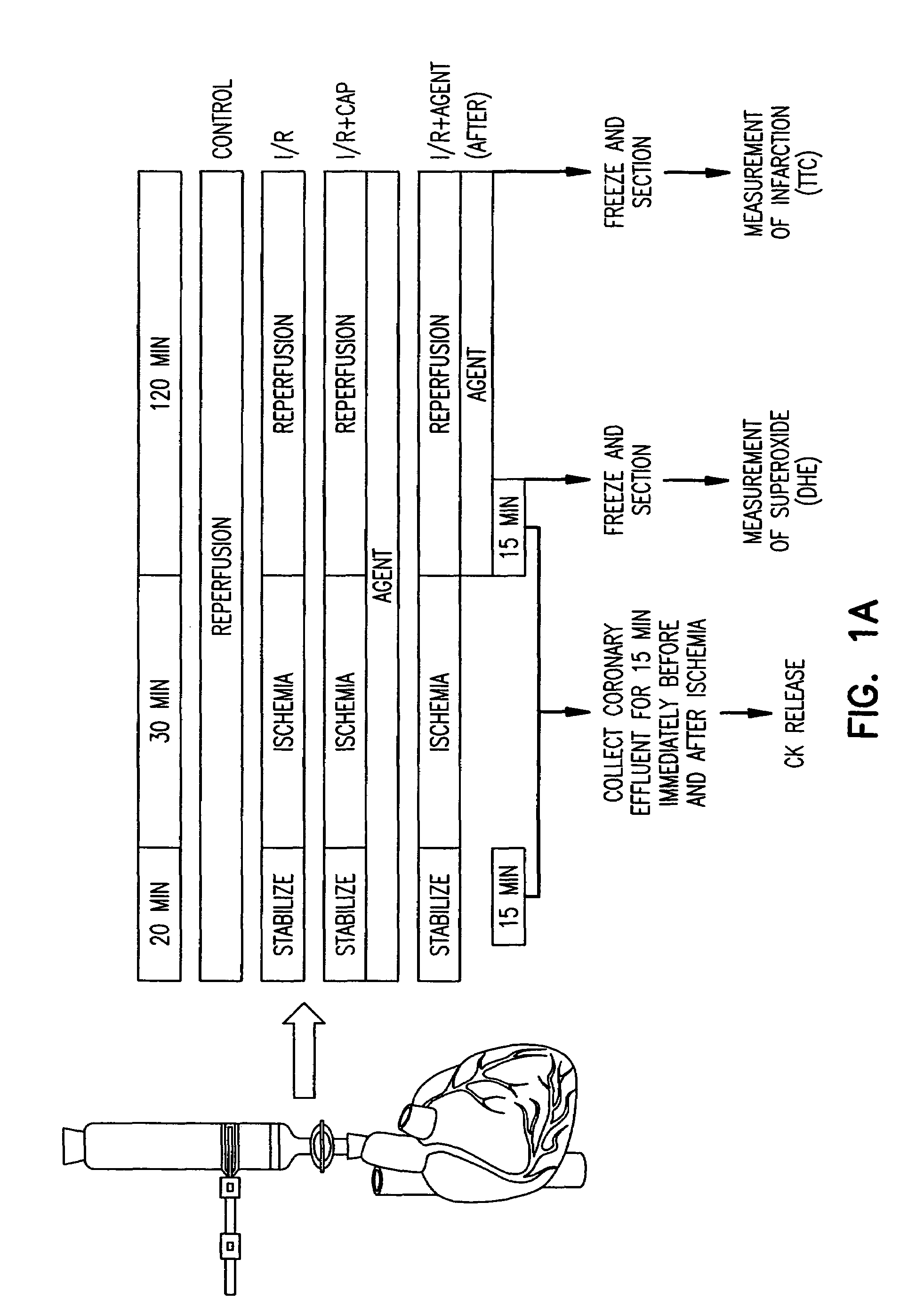 Method to inhibit ischemia and reperfusion injury