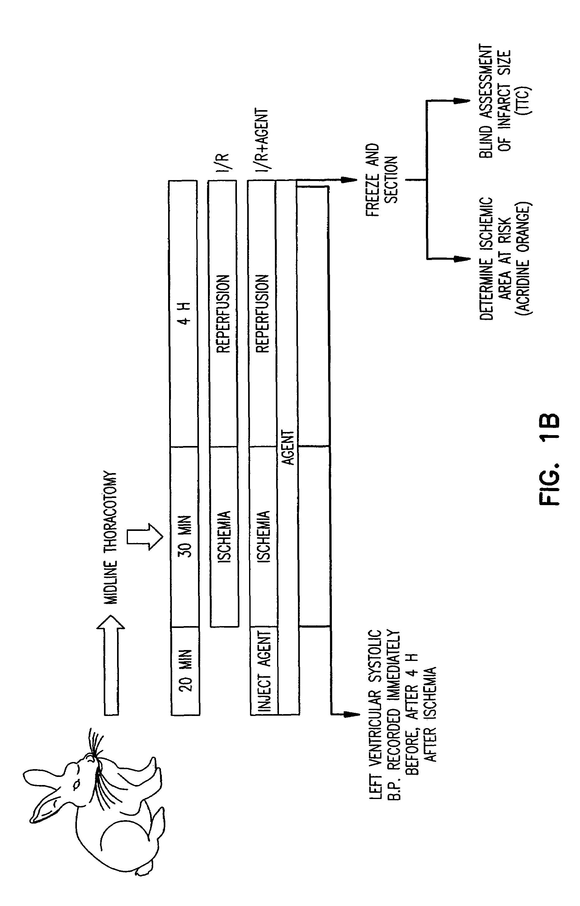 Method to inhibit ischemia and reperfusion injury