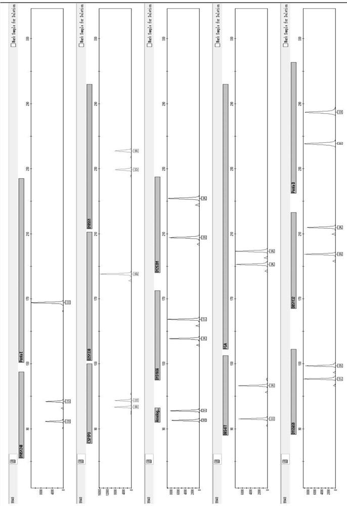 Primer group and kit for simultaneously amplifying 13 human STR gene loci and application of primer group and kit