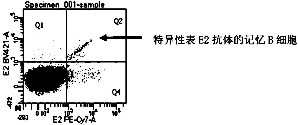 Preparation method and application of high-throughput fully-humanized antibody