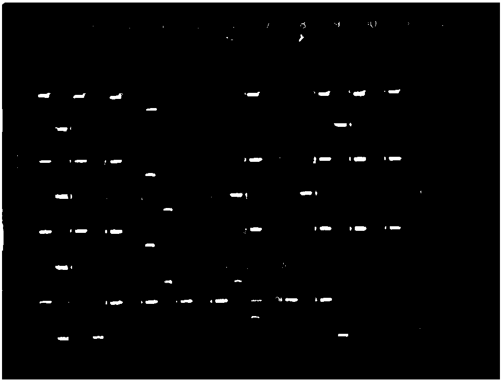 Preparation method and application of high-throughput fully-humanized antibody