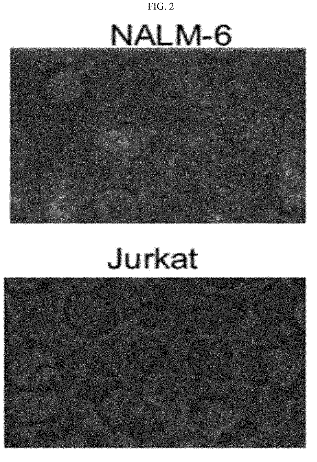 Multiplexed single molecule RNA visualization with a two-probe proximity ligation system