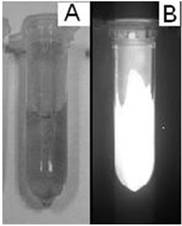 A kind of hgte/znse core-shell quantum dot and its preparation method and application