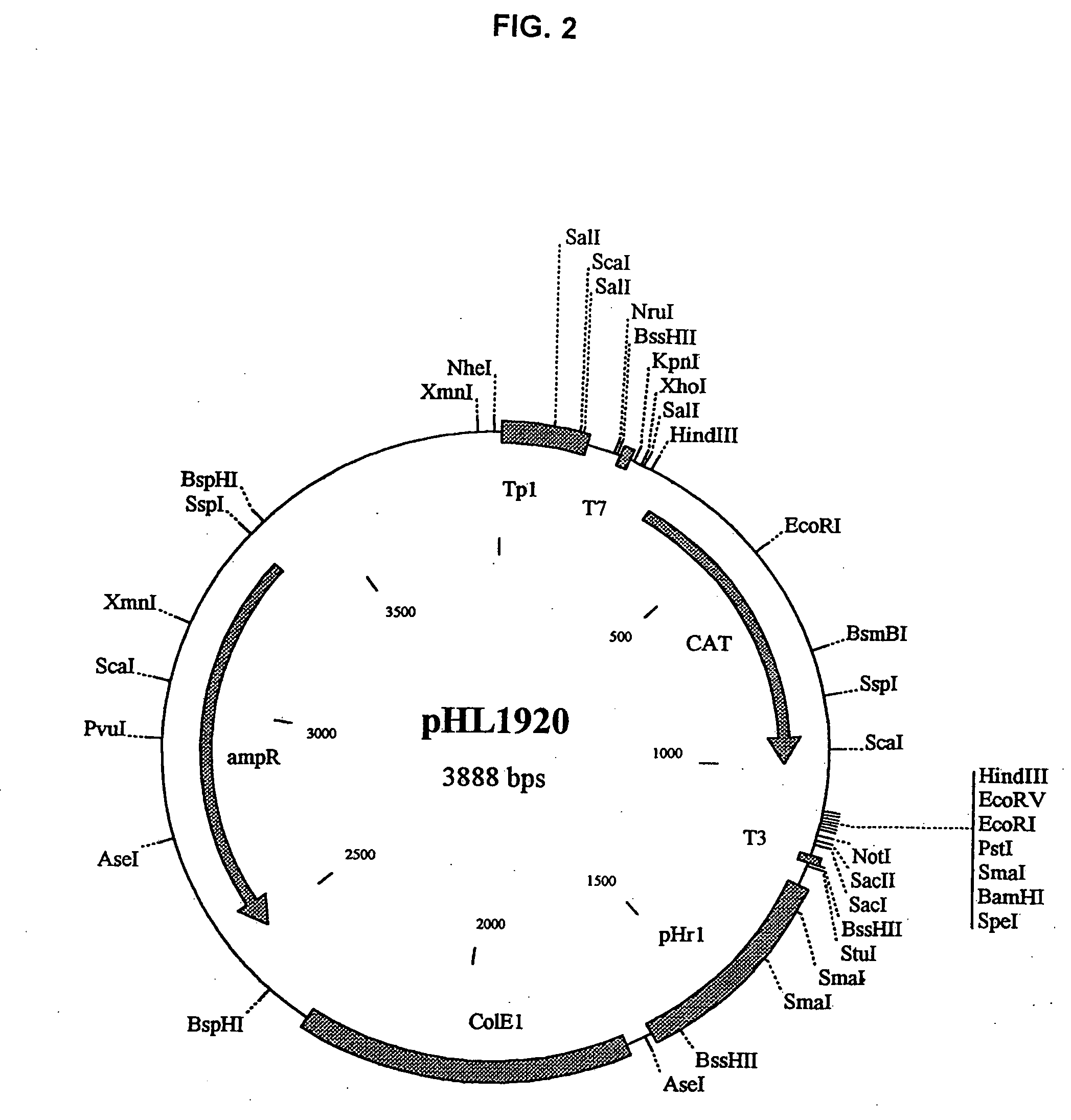 Recombinant influenza viruses with bicistronic vRNAs coding for two genes in tandem arrangement