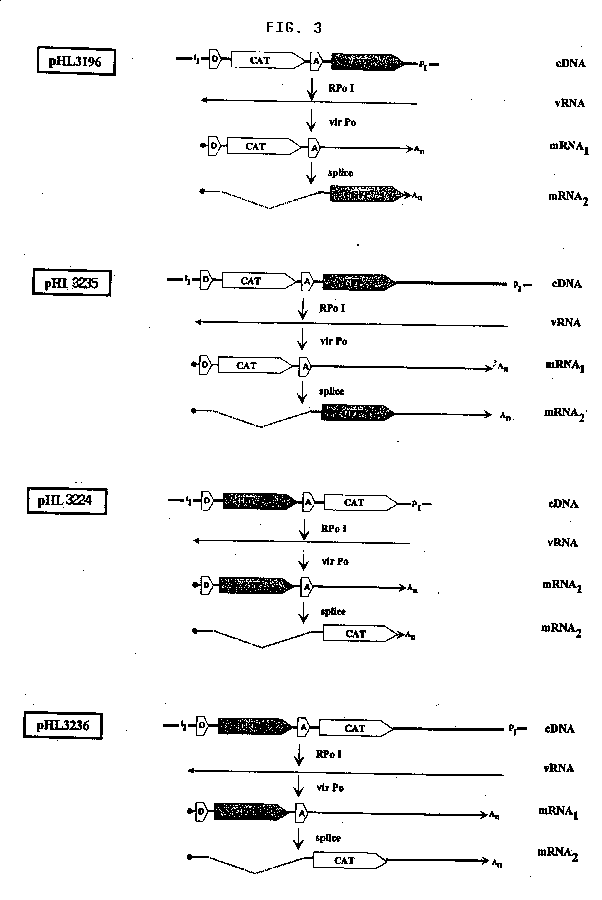 Recombinant influenza viruses with bicistronic vRNAs coding for two genes in tandem arrangement