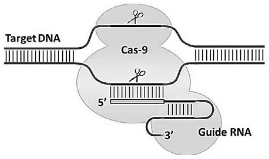 A method and product for repairing hbb gene of hematopoietic stem cells