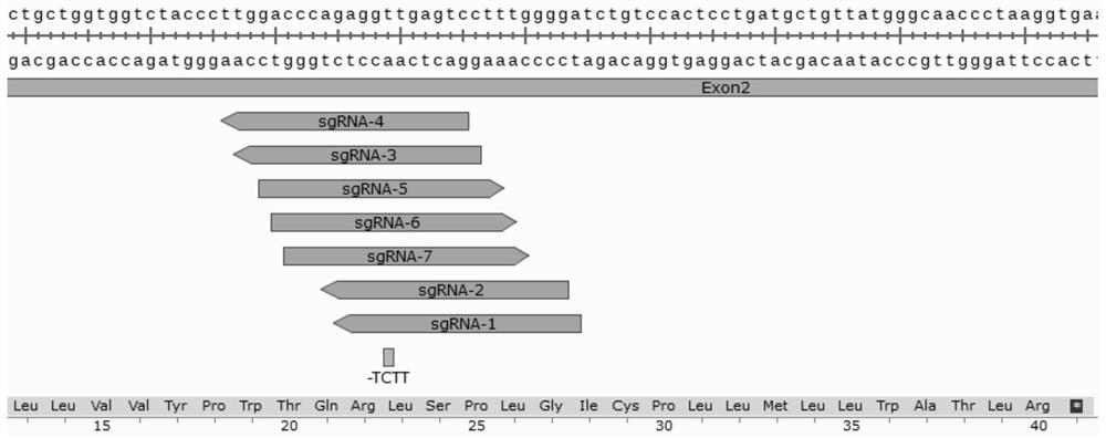 A method and product for repairing hbb gene of hematopoietic stem cells