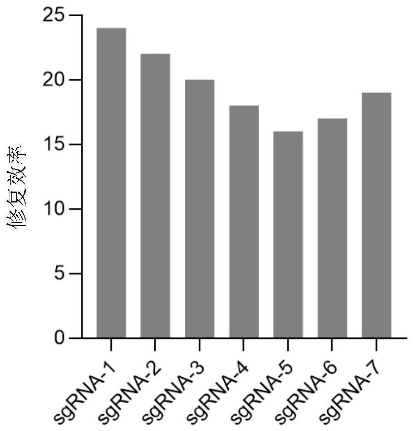 A method and product for repairing hbb gene of hematopoietic stem cells