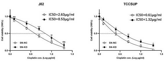 Kit for evaluating curative effect of platinum drugs for patients with lung cancer or bladder cancer and application of kit