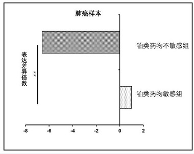 Kit for evaluating curative effect of platinum drugs for patients with lung cancer or bladder cancer and application of kit