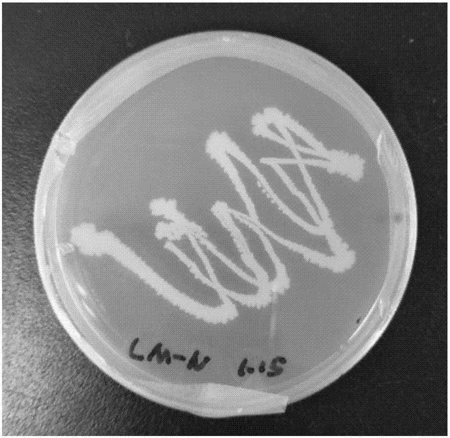 Methylotroph bacillus and application thereof