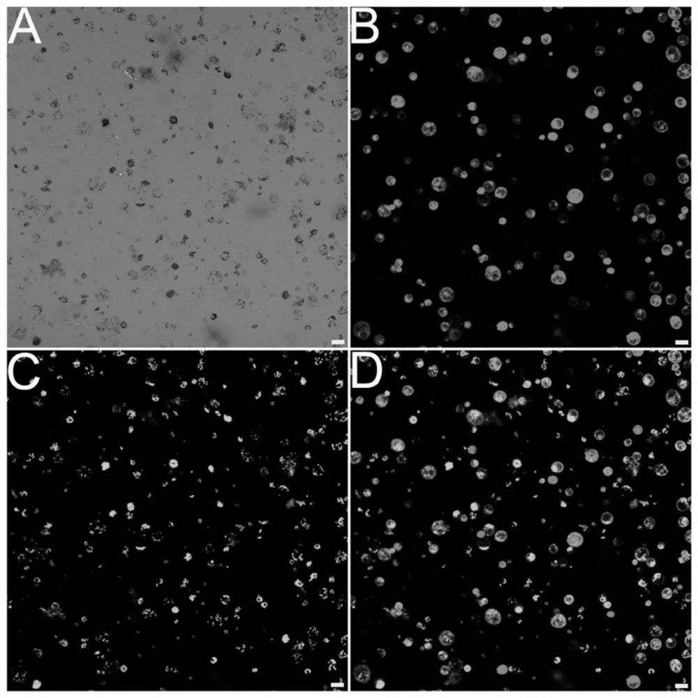 Preparation of phyllostachys pubescens protoplast and establishment of transient conversion system