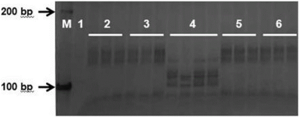 Special primer for identifying gummy stem blight resistance of muskmelon and molecular marking method