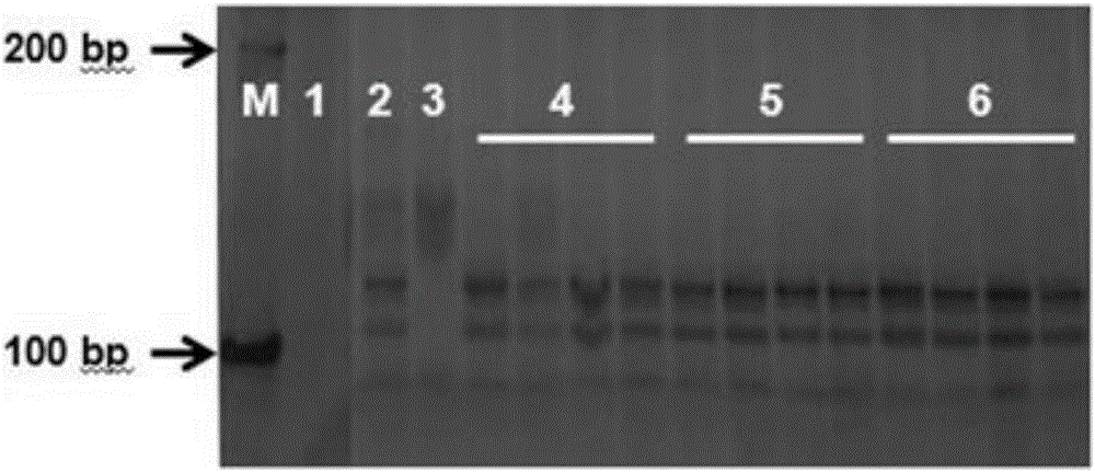 Special primer for identifying gummy stem blight resistance of muskmelon and molecular marking method