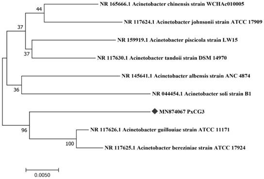 Acinetobacter guillouiae PxCG3 strain of plutella xylostella (L) and application of acinetobacter guillouiae PxCG3 strain