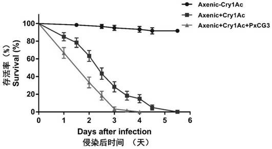 Acinetobacter guillouiae PxCG3 strain of plutella xylostella (L) and application of acinetobacter guillouiae PxCG3 strain