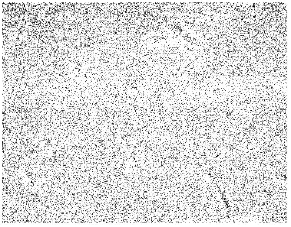 Method for polymerising glycolic acid with microorganisms