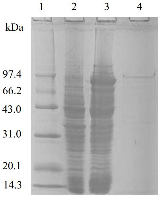 Cold-adapted ribonuclease R and coding gene and application thereof