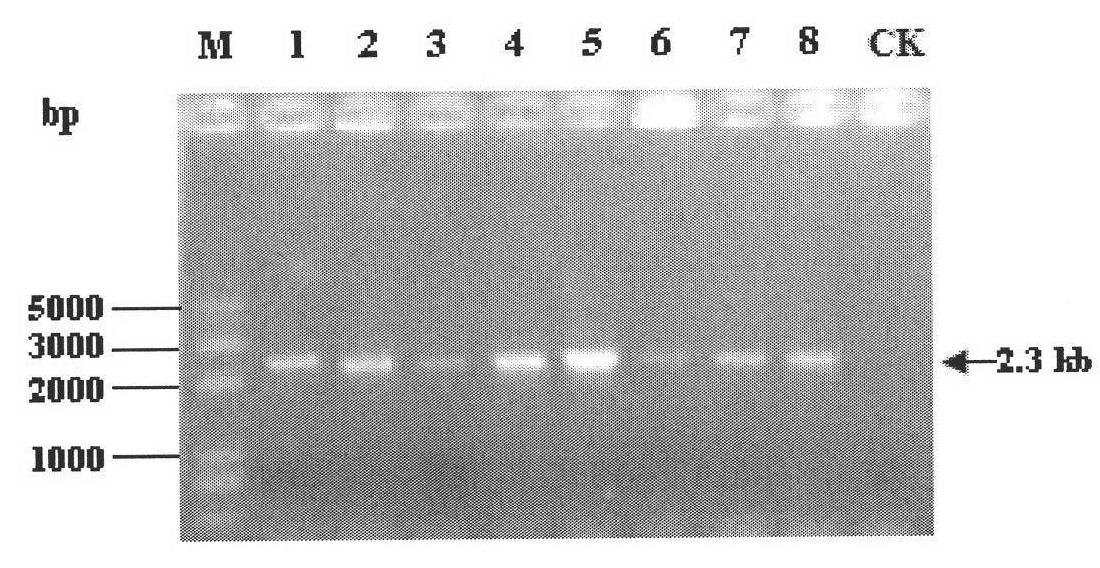 Penicillium decumbens engineered strain containing over-expressed beta-glucosidase and application thereof