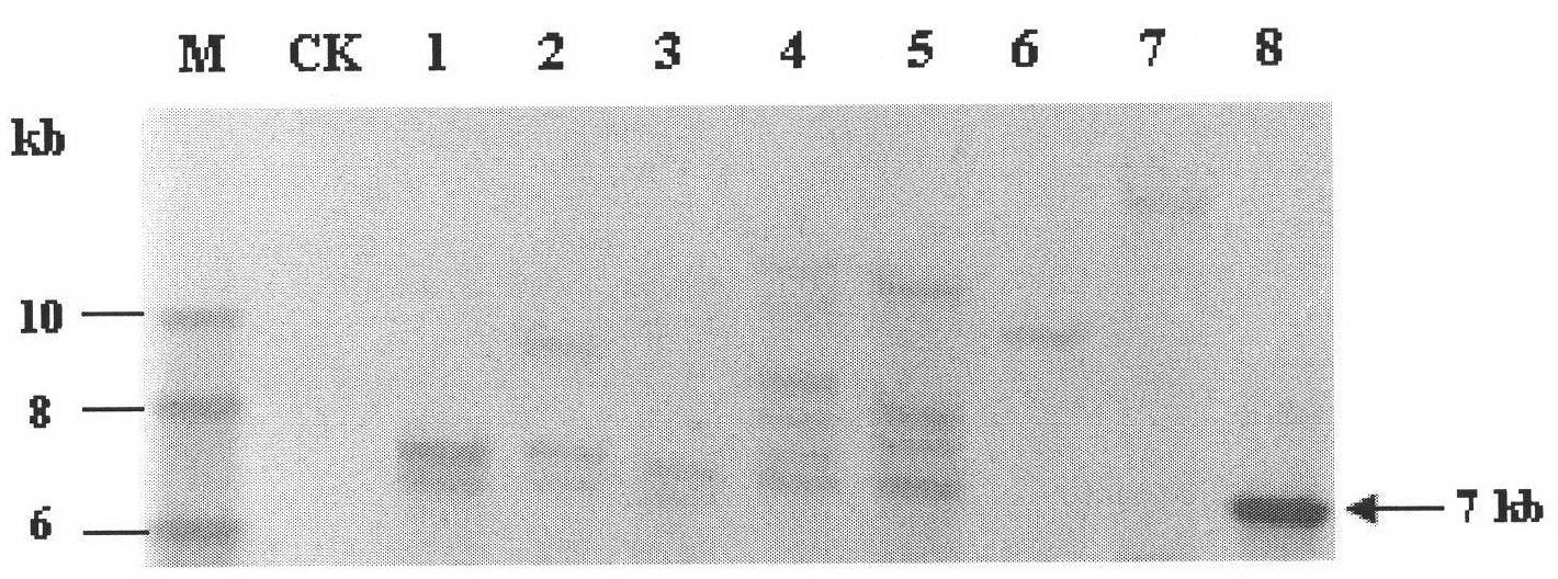 Penicillium decumbens engineered strain containing over-expressed beta-glucosidase and application thereof