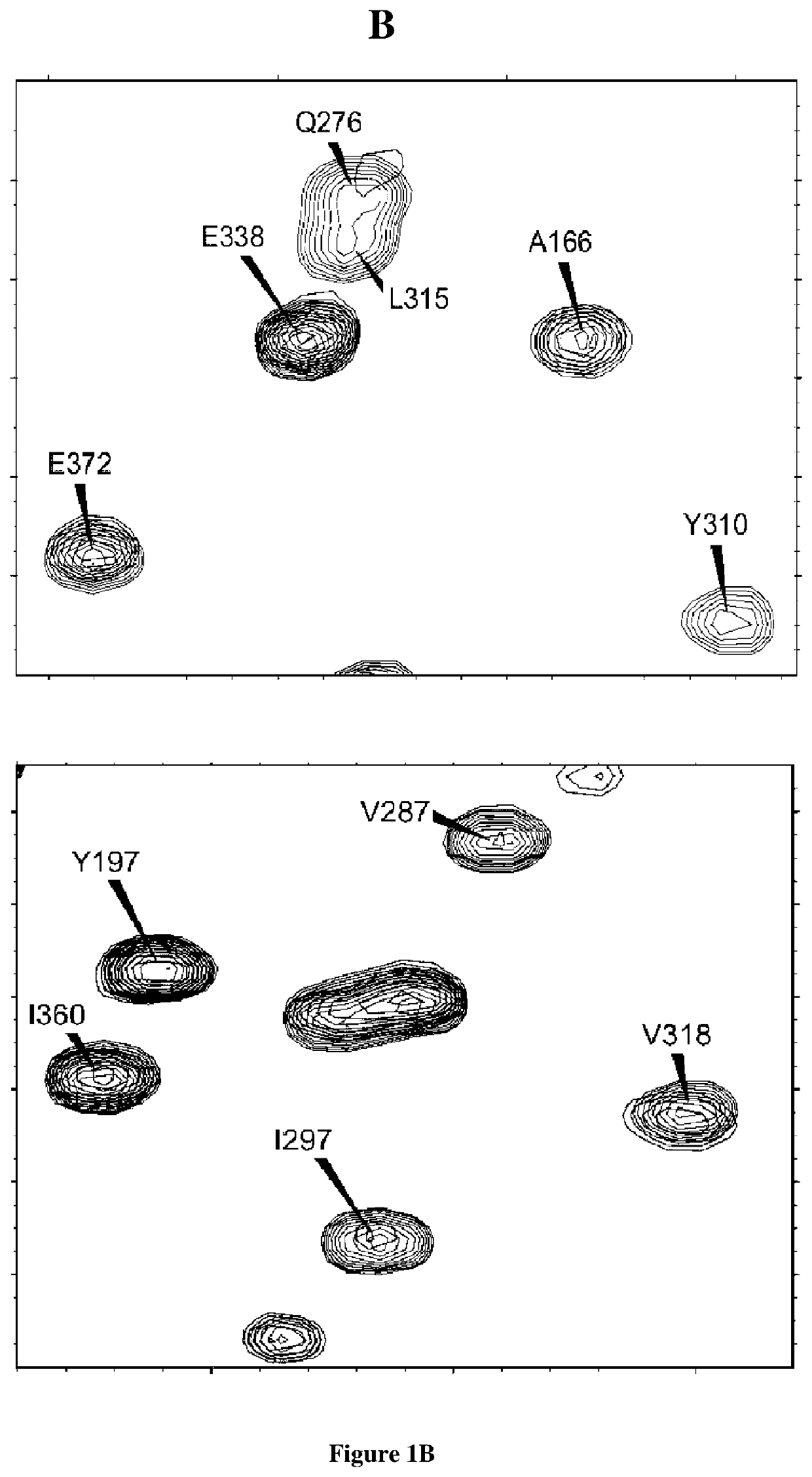 New anti tau svqivykpv epitope single domain antibody