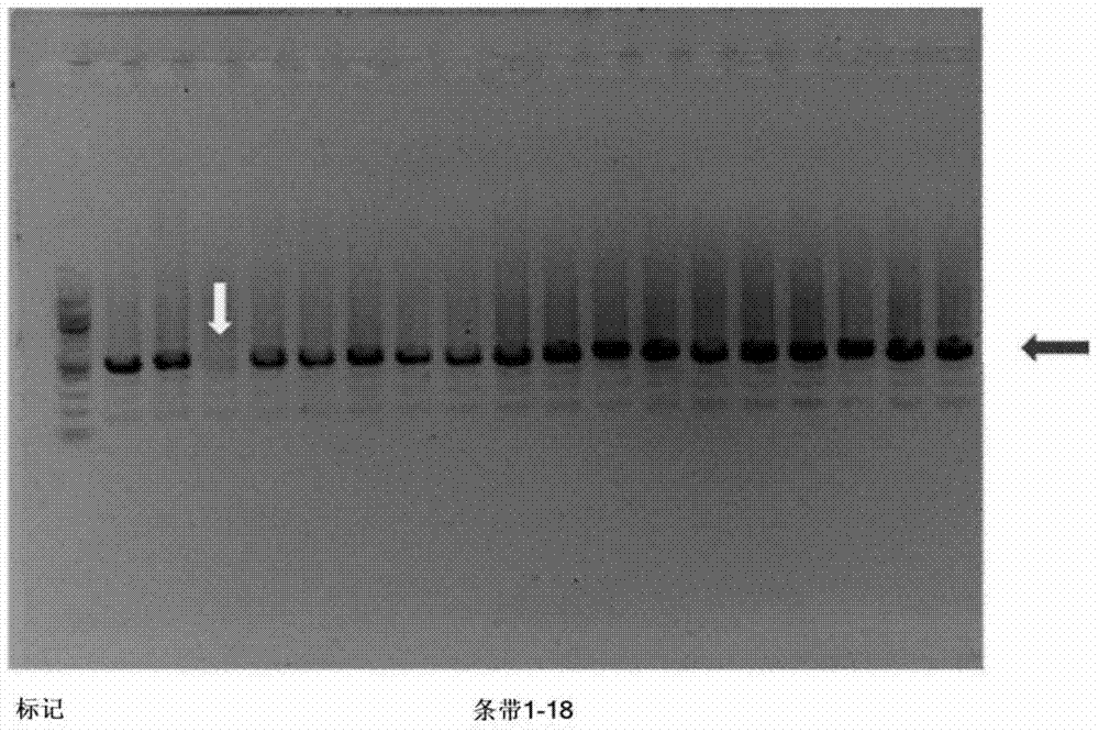 Method for producing color-changeable light-induced fluorescent spectacular fish