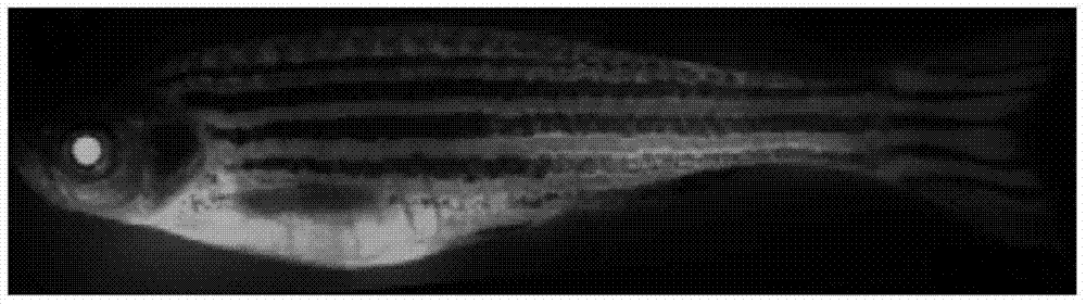 Method for producing color-changeable light-induced fluorescent spectacular fish