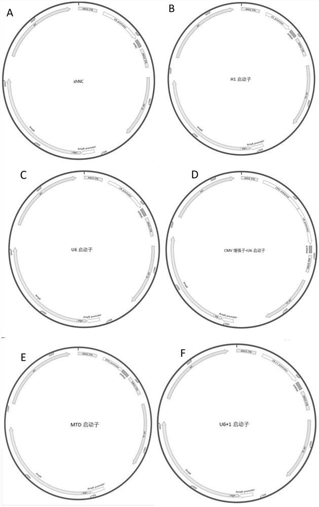 Nucleotides, viral vectors and their applications and RNAi pharmaceutical preparations