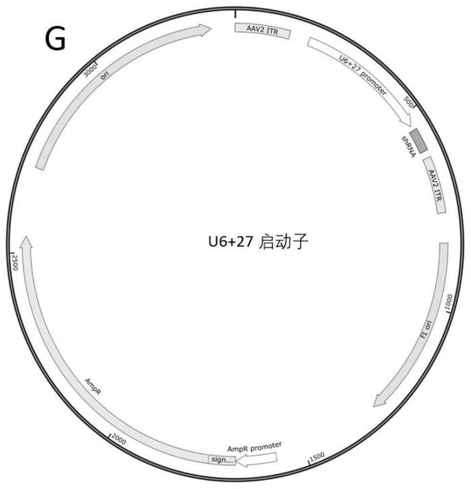 Nucleotides, viral vectors and their applications and RNAi pharmaceutical preparations