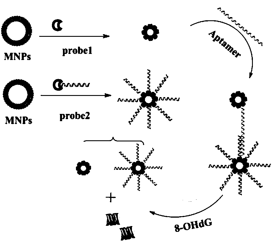 Sensor for detecting 8-hydroxyl-2'-deoxyguanosine as well as synthesis method and application thereof