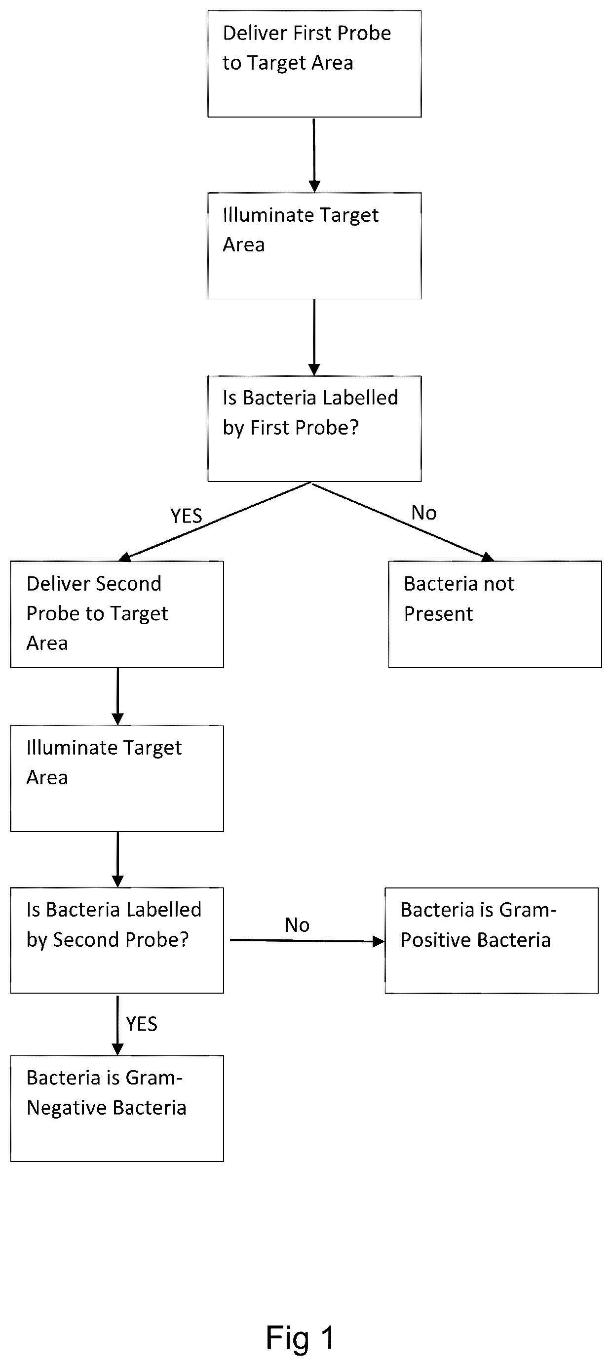 Molecular probes for detecting gram-negative bacteria in vitro and in vivo