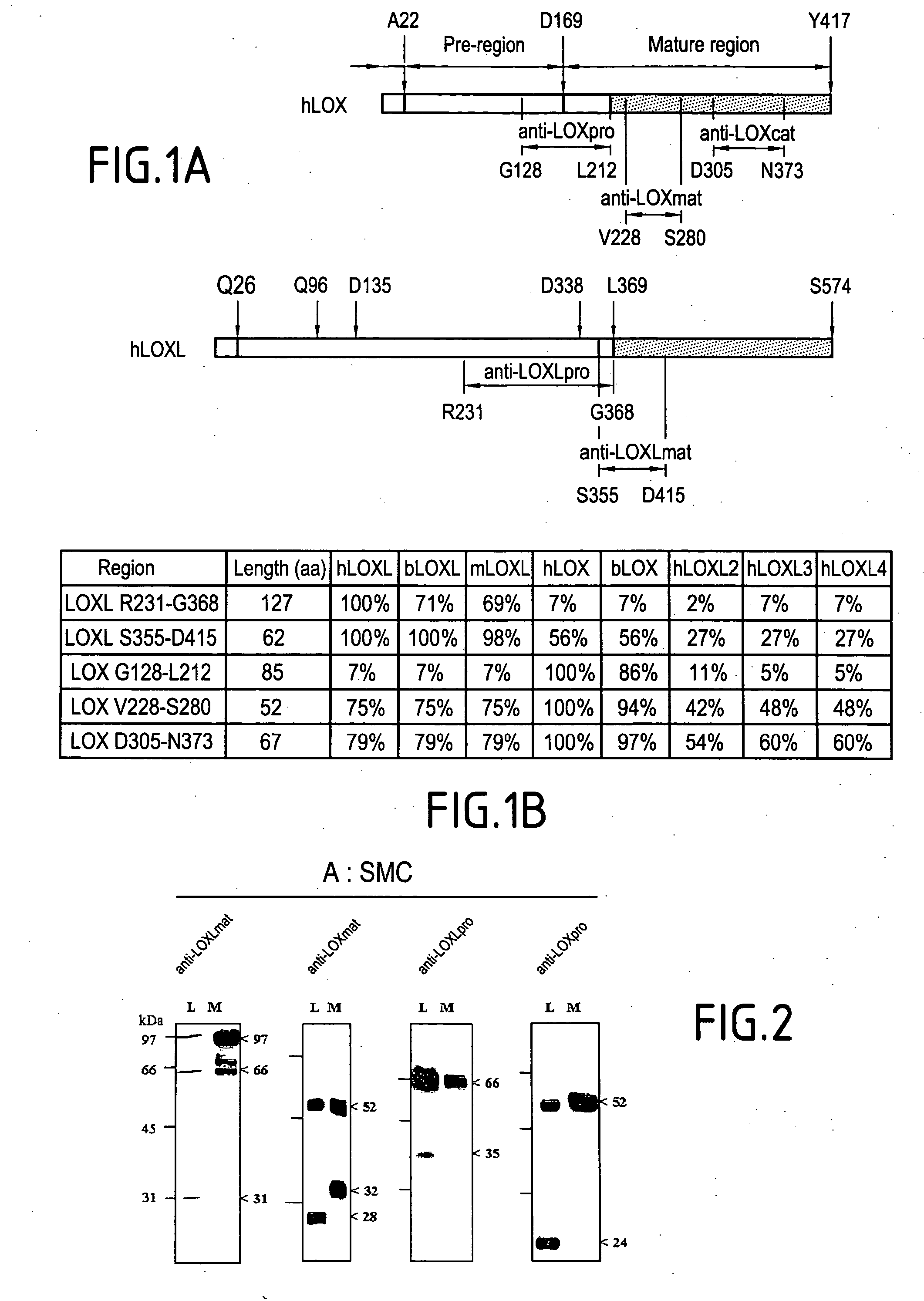 Stimulation of the synthesis of the activity of an isoform of lysyl oxidase-like LOXL for stimulating the formation of elastic fibres