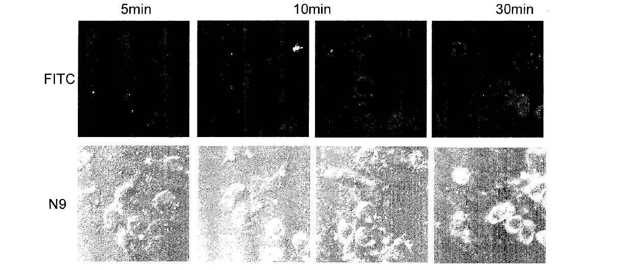 Application of k-carrageenan oligosaccharides capable of adjusting activated states of gitter cell