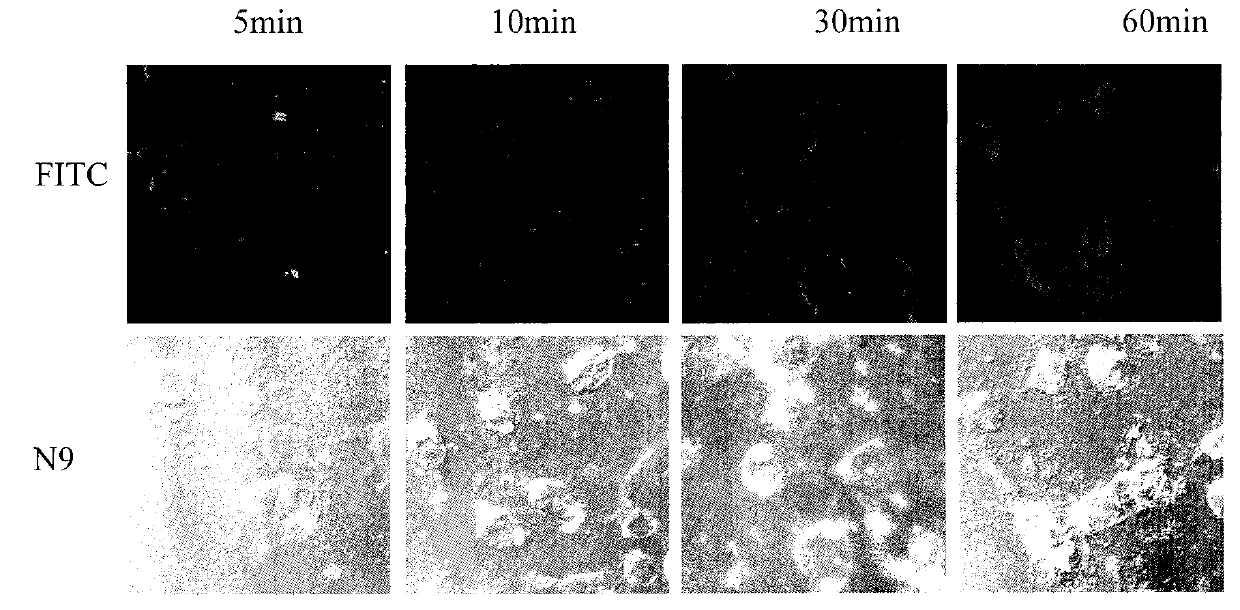 Application of k-carrageenan oligosaccharides capable of adjusting activated states of gitter cell