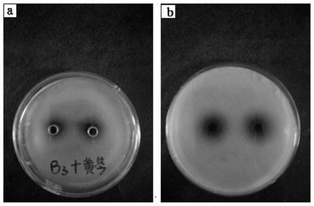 A tetracycline-resistant Escherichia coli and its application