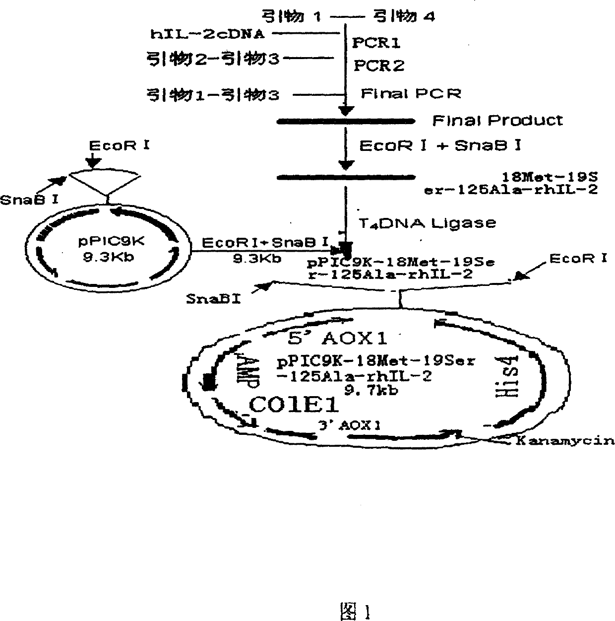 Trimutant of recombinant human interleukin-2 and its preparation method