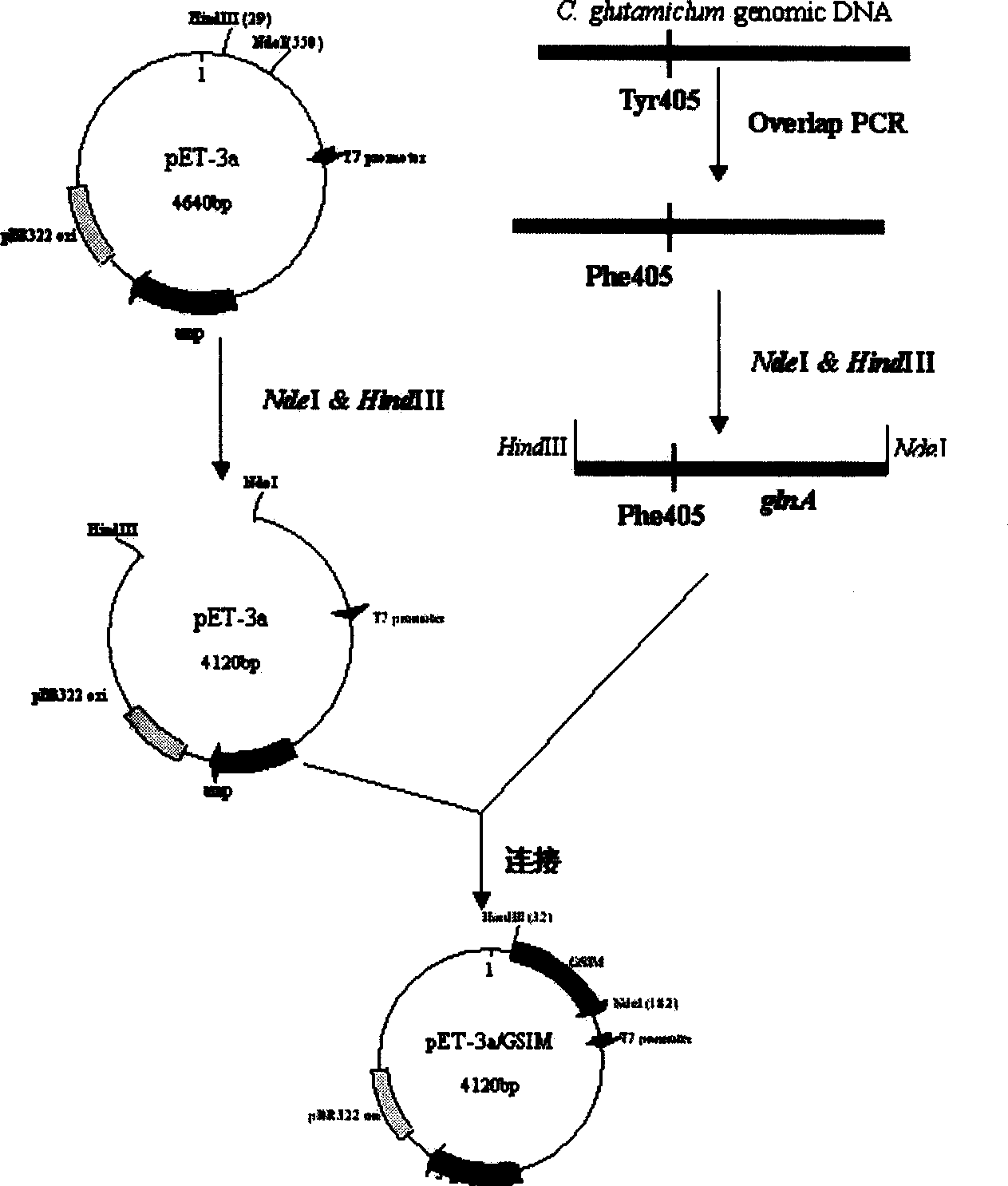 Glutamine synthetase and its dedicated expression engineered bacteria and uses