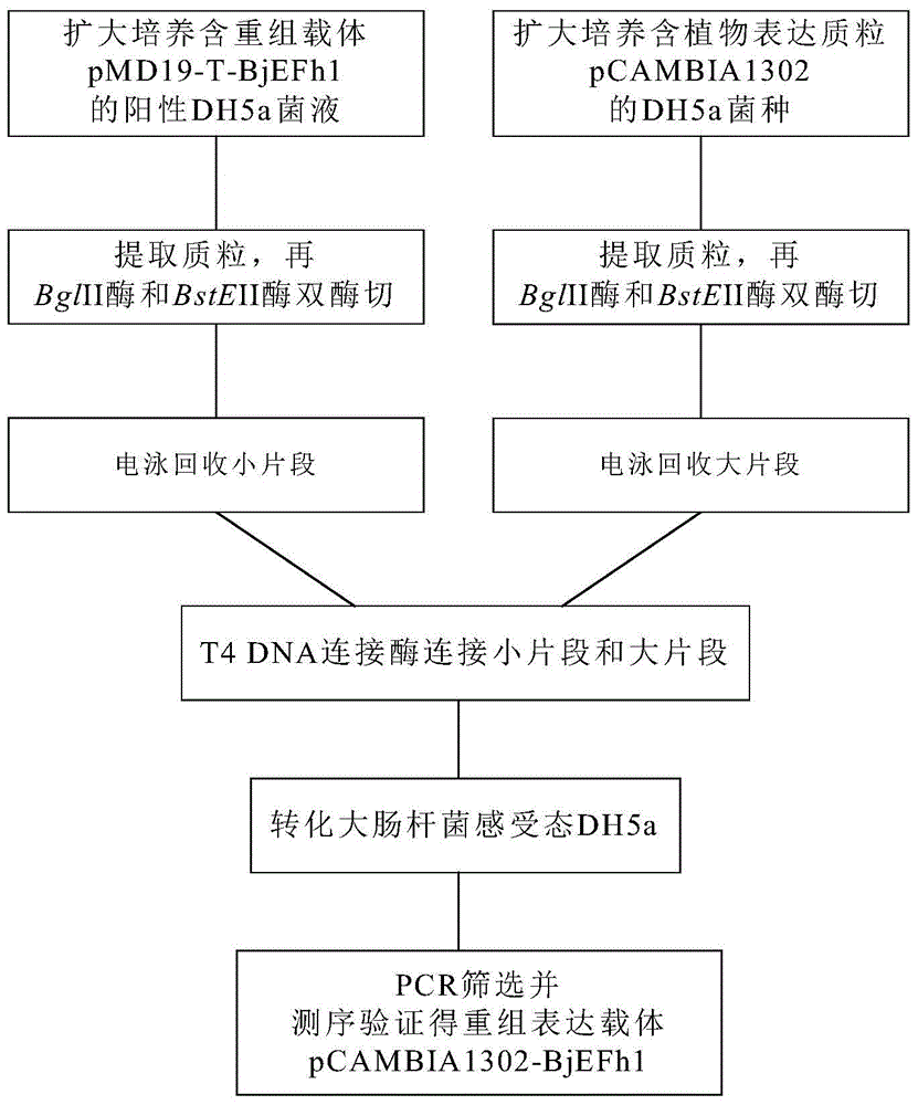 Stem mustard stress resistance gene bjefh1 and its plant expression vector and application