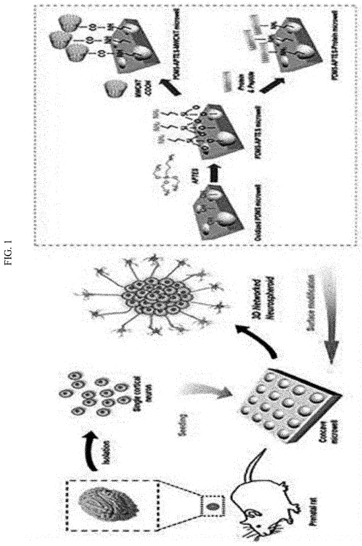 Manufacture of structure capable of forming three-dimensional neuronal spheroid and generating neurite through various surface processes