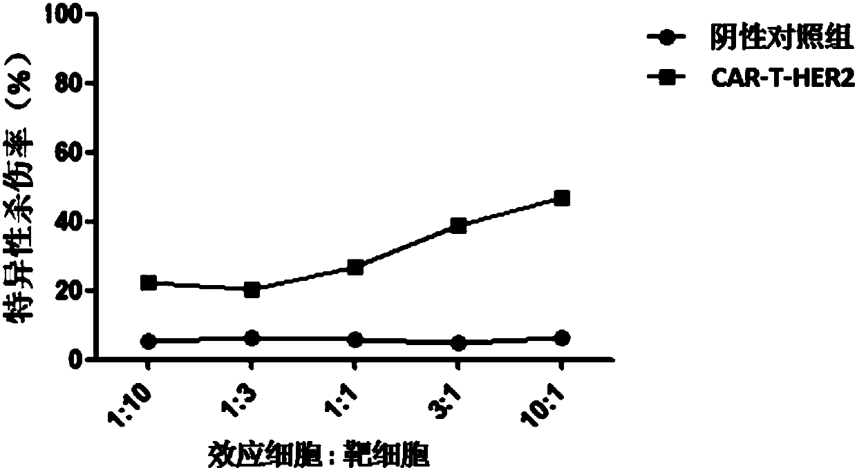 Single-chain antibody targeting HER2, chimeric antigen receptor T cell, preparation method and application thereof