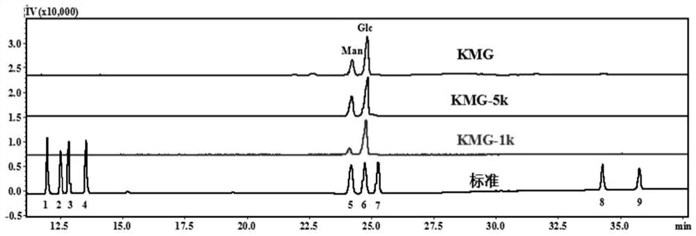 Application of konjac polysaccharide degradation products kgm-1k and kgm-5k in the preparation of probiotic protective agent