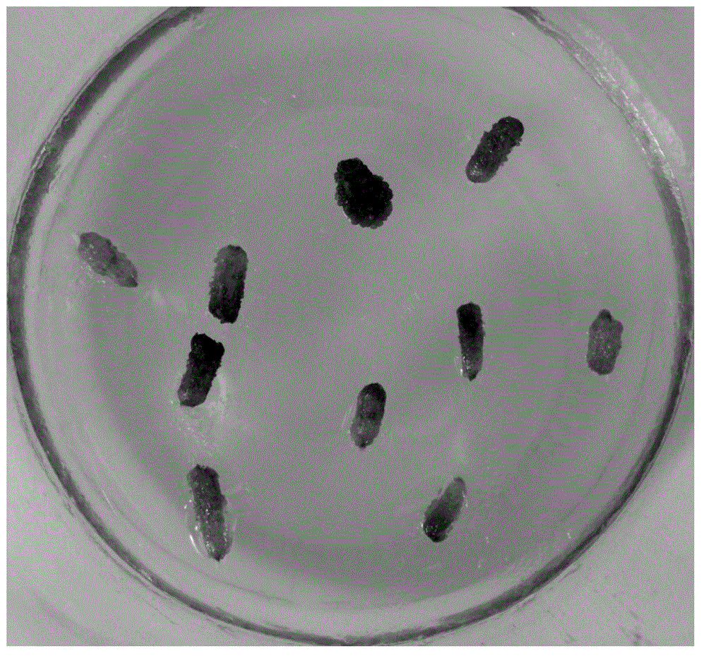 Culture medium for in-vitro induced regeneration plants of double-haploid stems of potatoes