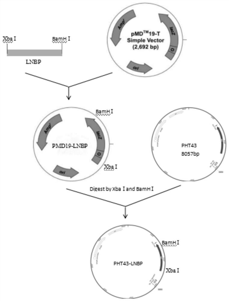 A method for expressing and preparing lactobiose phosphorylase