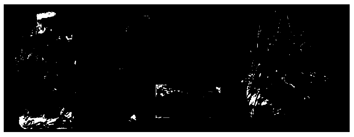 New strain of Corynebacteria styli and its cultivation method and use