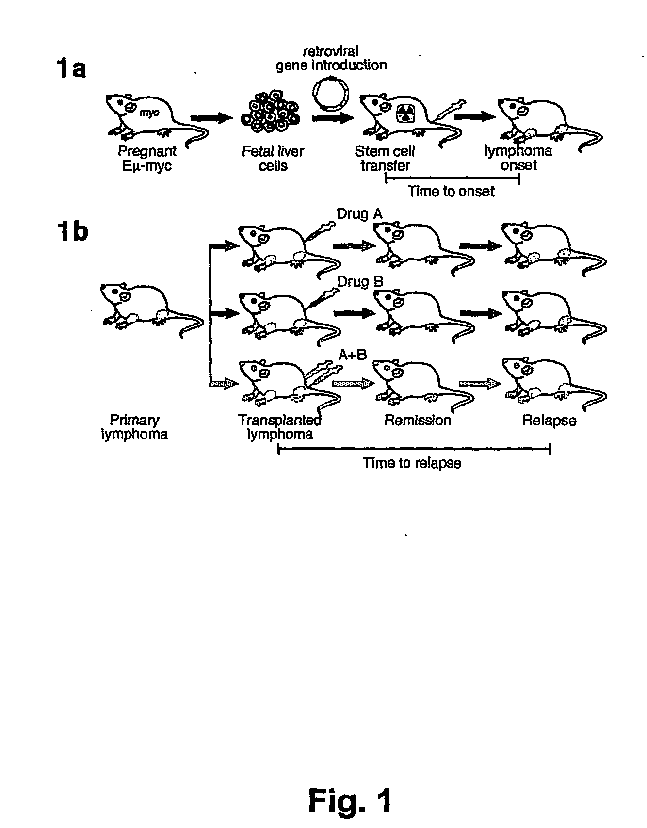 Model for studying the role of genes in tumor resistance to chemotherapy