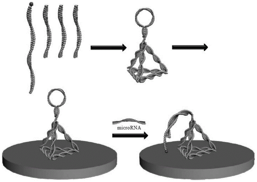 Electrochemical sensor based on stem-loop structure probe and preparation method thereof